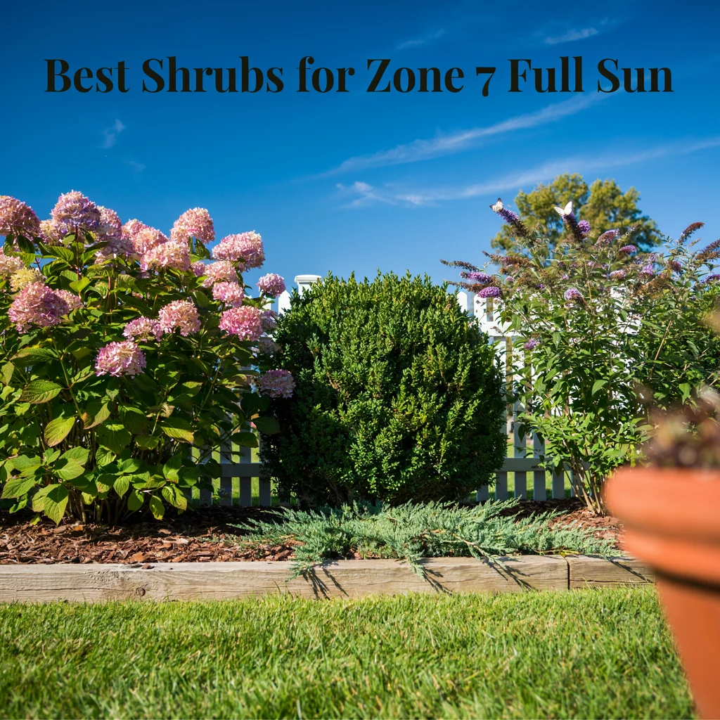 Best Shrubs for Zone 7 Full Sun