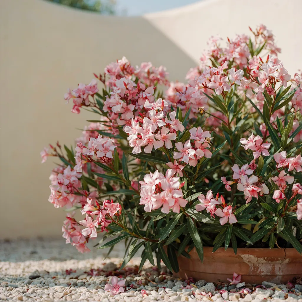 9. Oleander for Heat-Tolerant Summer Blooming