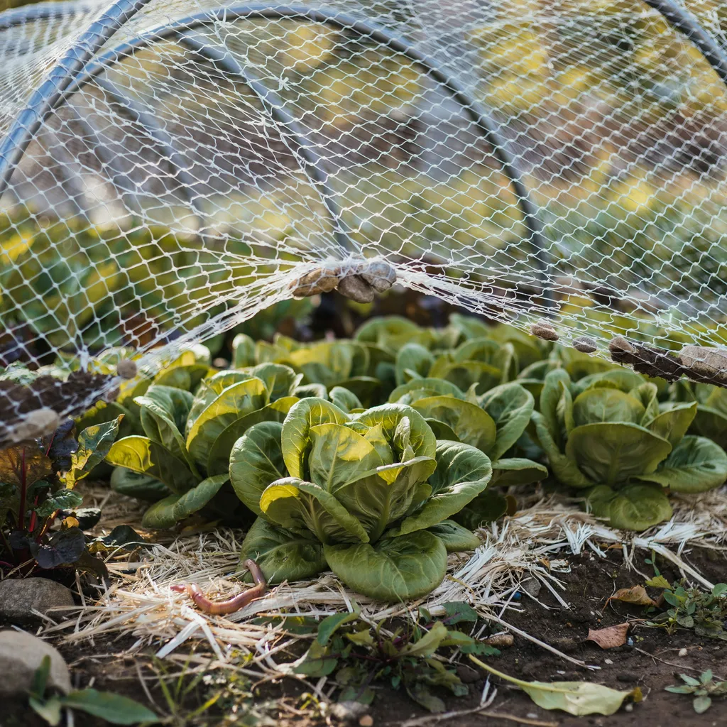 White shade cloth stretched over a lettuce garden bed with dappled sunlight filtering through