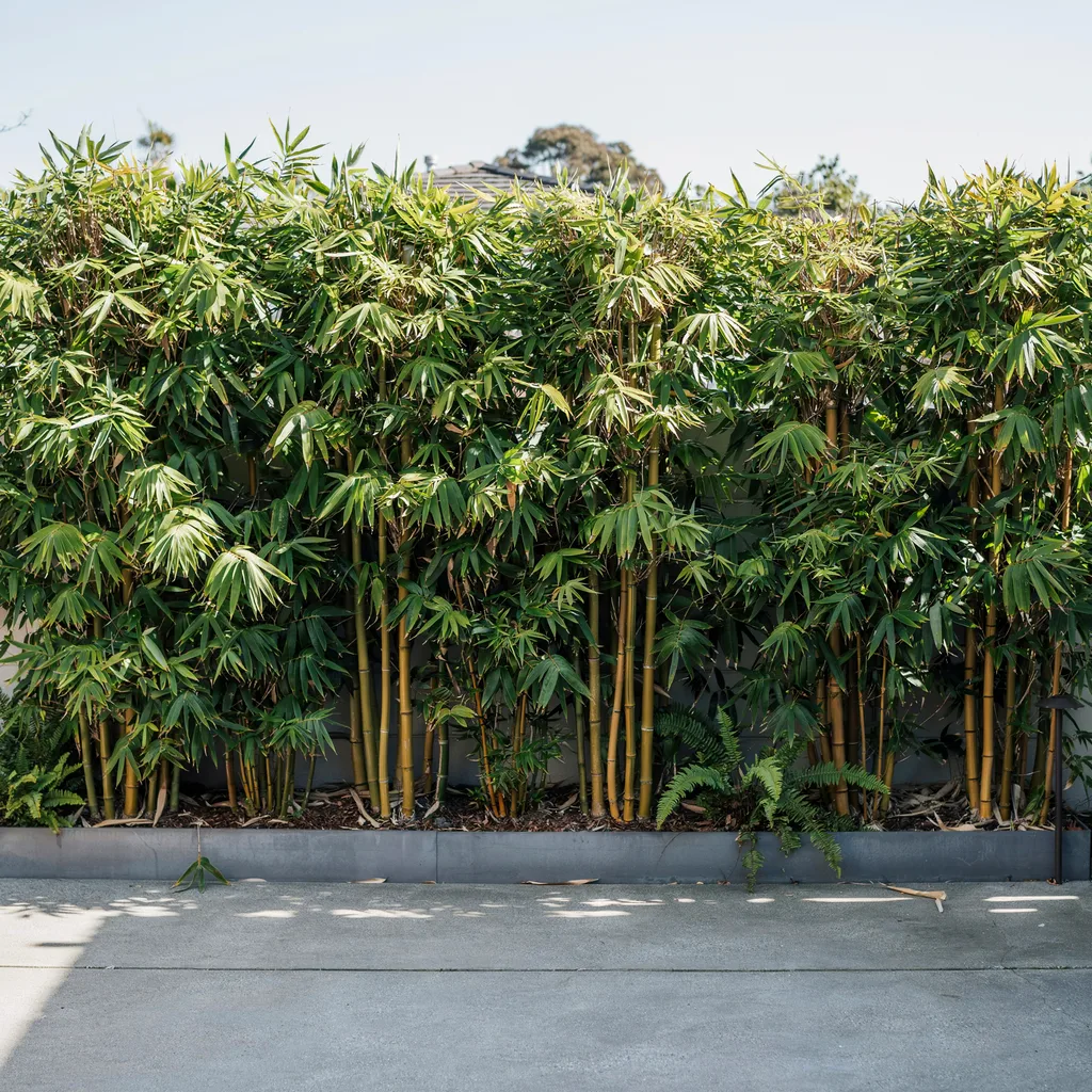 Clumping Bamboo for Fast Vertical Screening