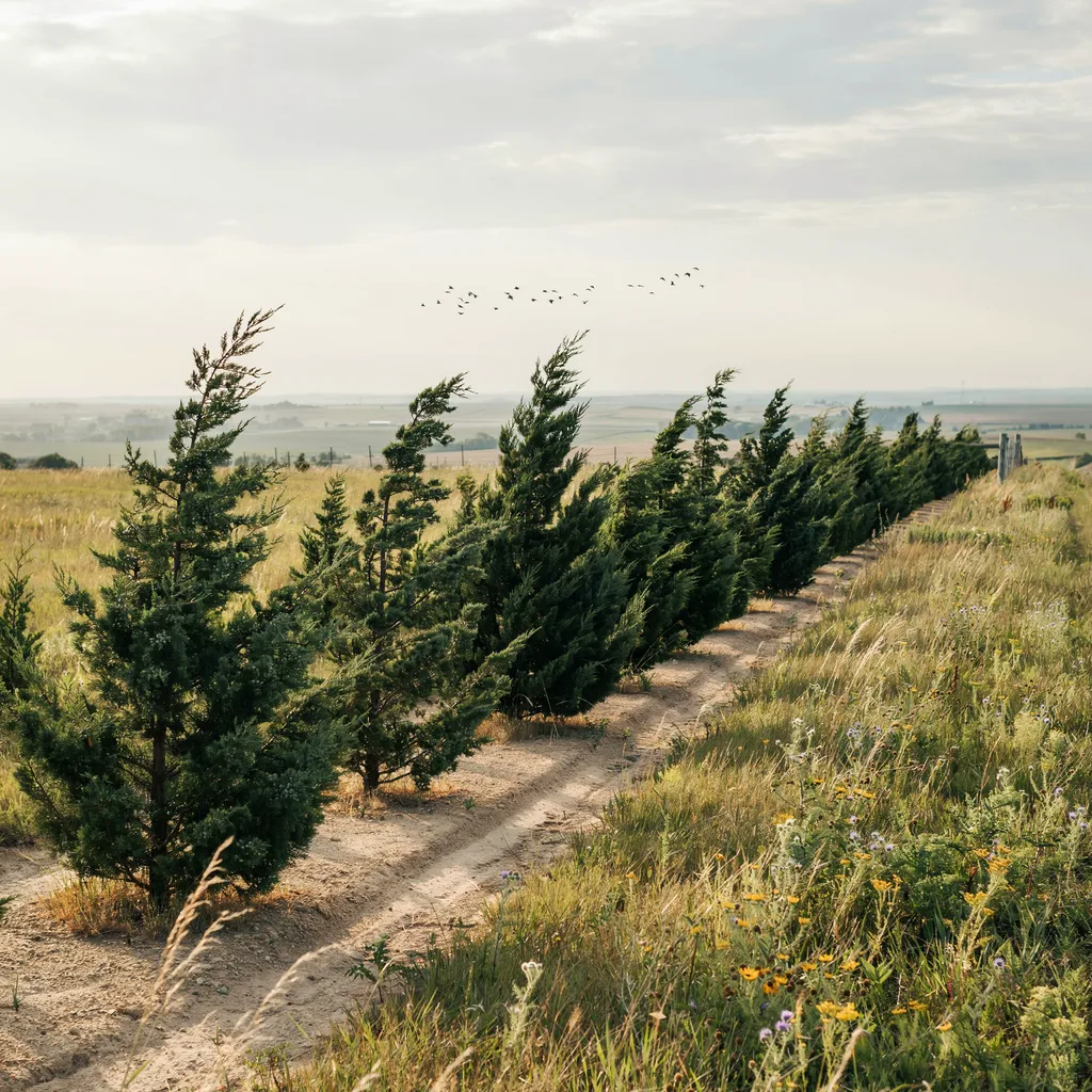 Eastern Red Cedar for Windbreaks and Screening