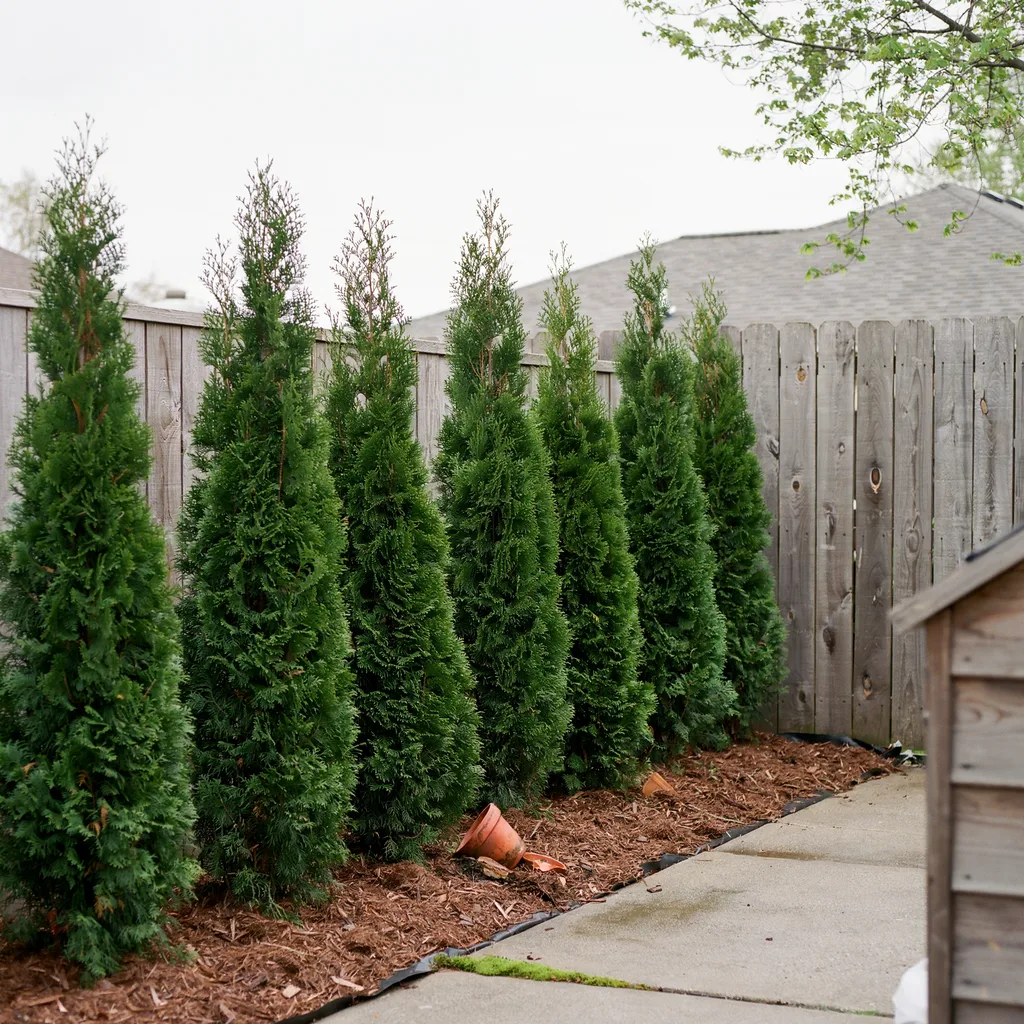 Emerald Green Arborvitae for a Narrow, Formal Screen