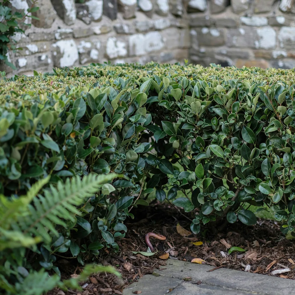 Skip Laurel for Shade-Tolerant Privacy Hedging