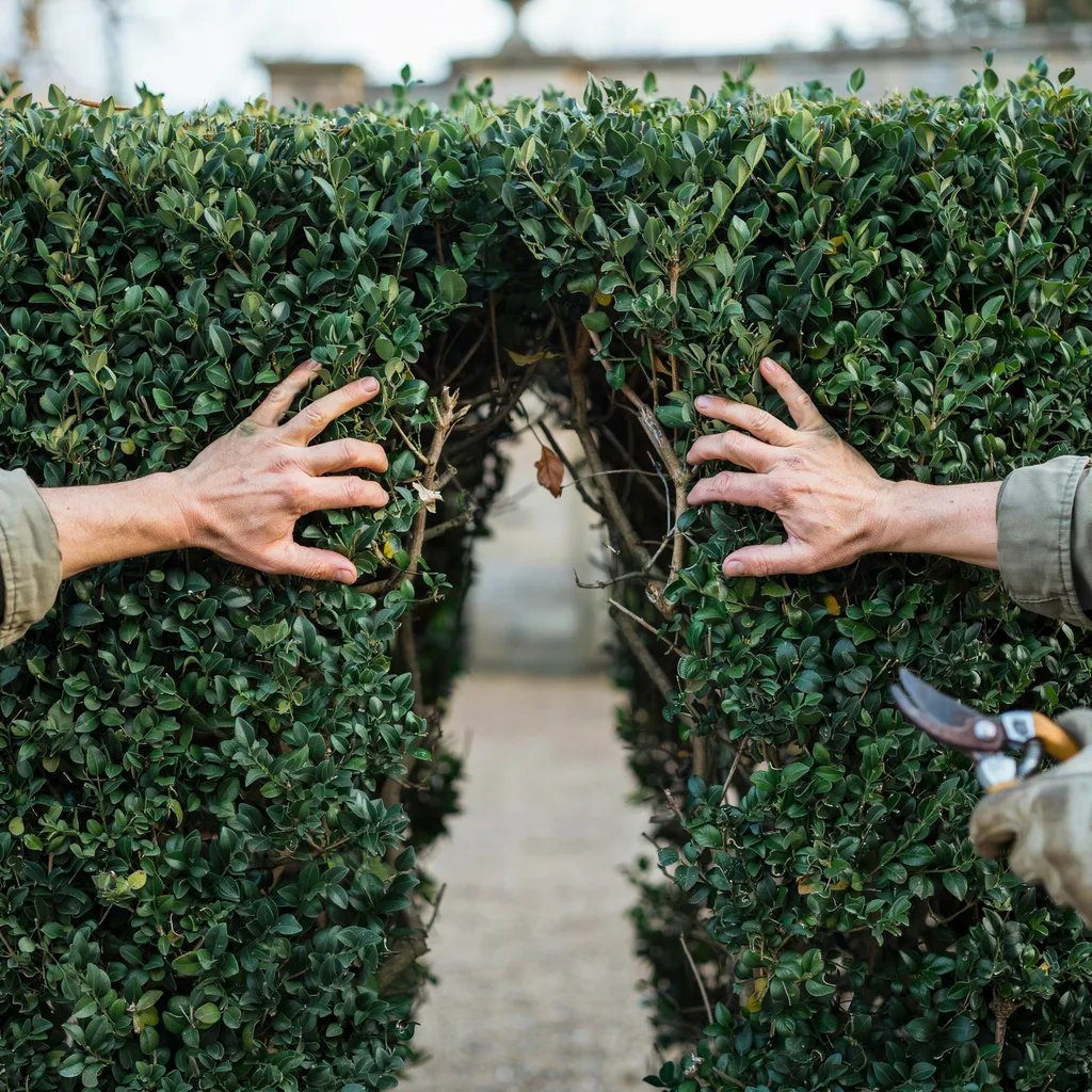 A gardener parting the outer foliage of a boxwood hedge to reveal a sparse, hollow interior