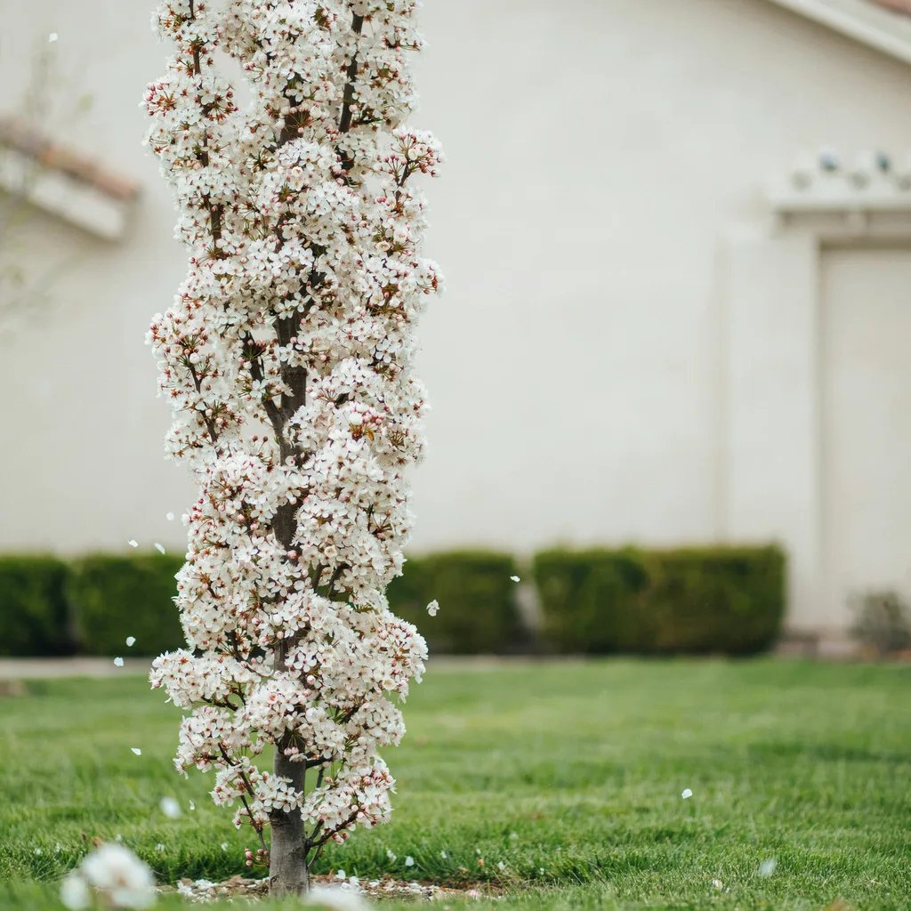 A columnar flowering pear tree covered in white spring blossoms