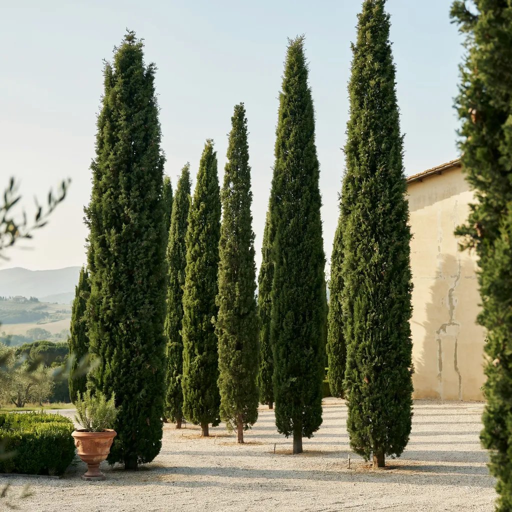 A row of tall Italian cypress trees creating a formal Mediterranean vertical line