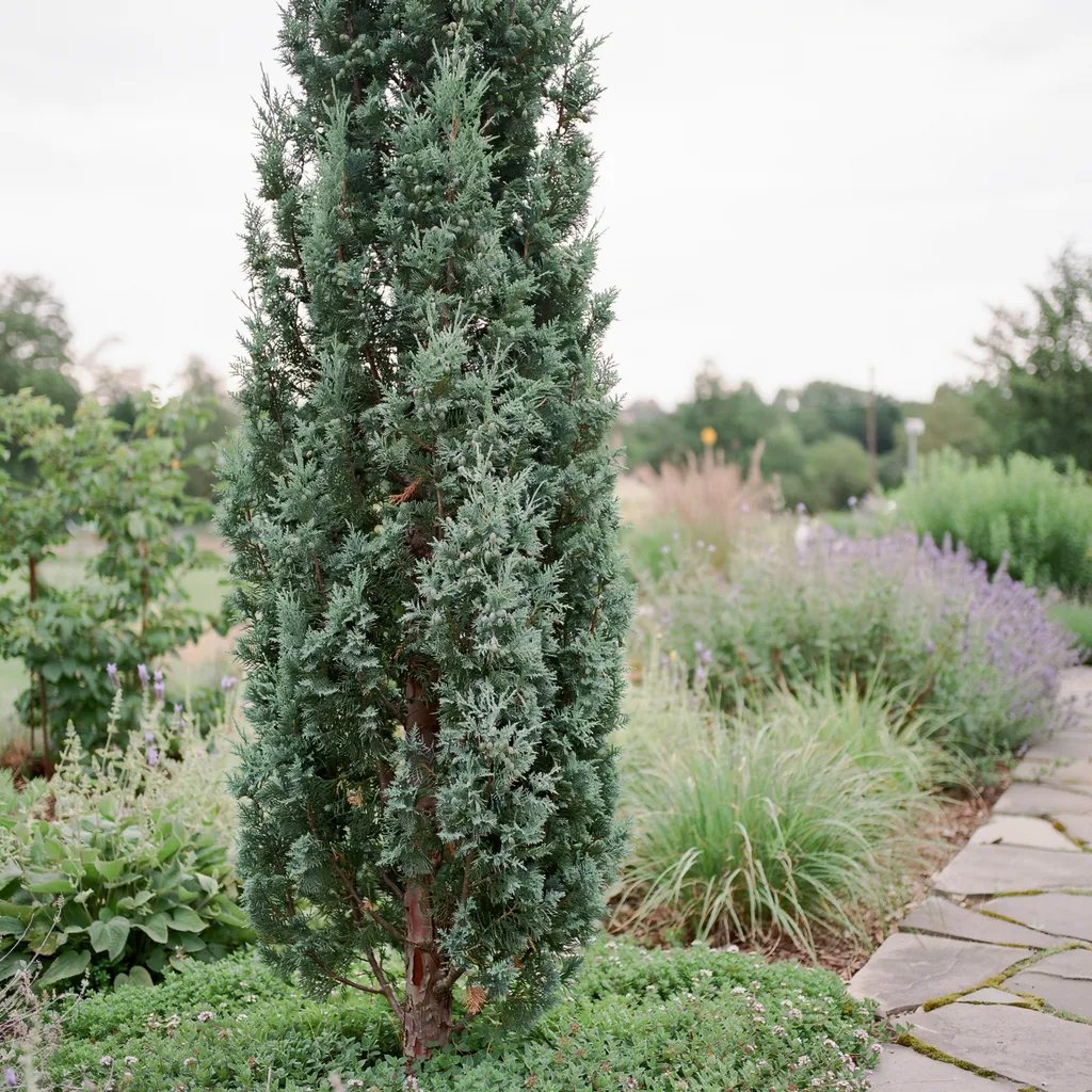 A Skyrocket juniper tree with distinctive silvery-blue narrow foliage