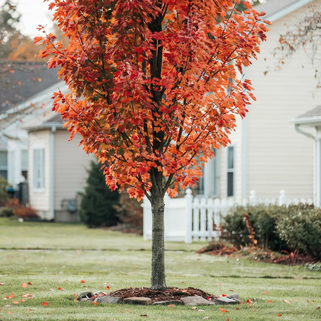 A columnar sugar maple tree with vivid orange and red fall foliage