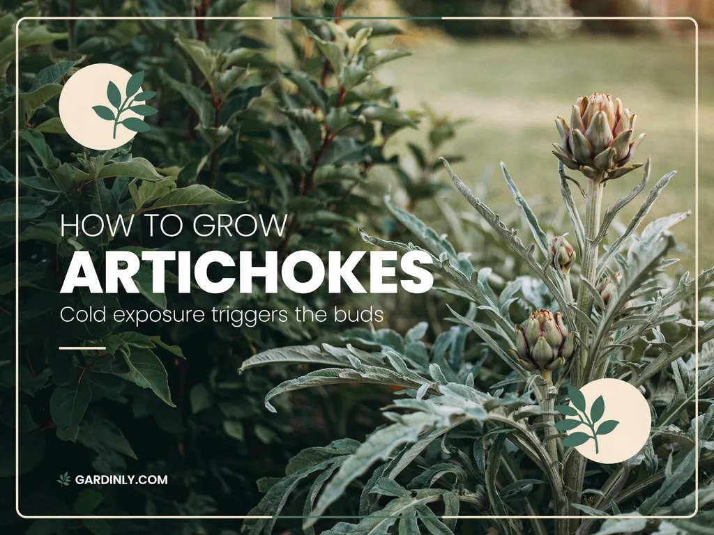 A dramatic artichoke plant with developing edible flower buds in a home garden