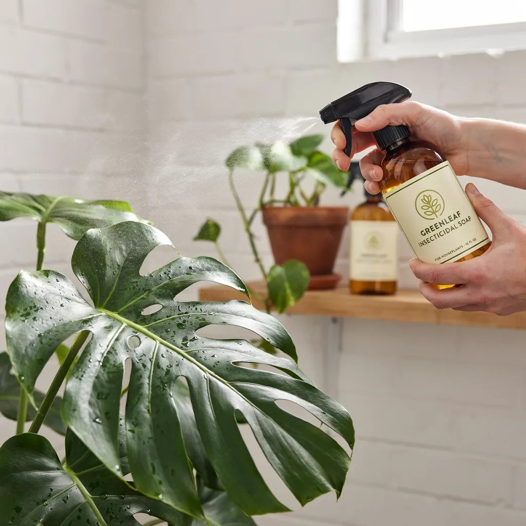 Insecticidal soap being sprayed thoroughly on houseplant leaves