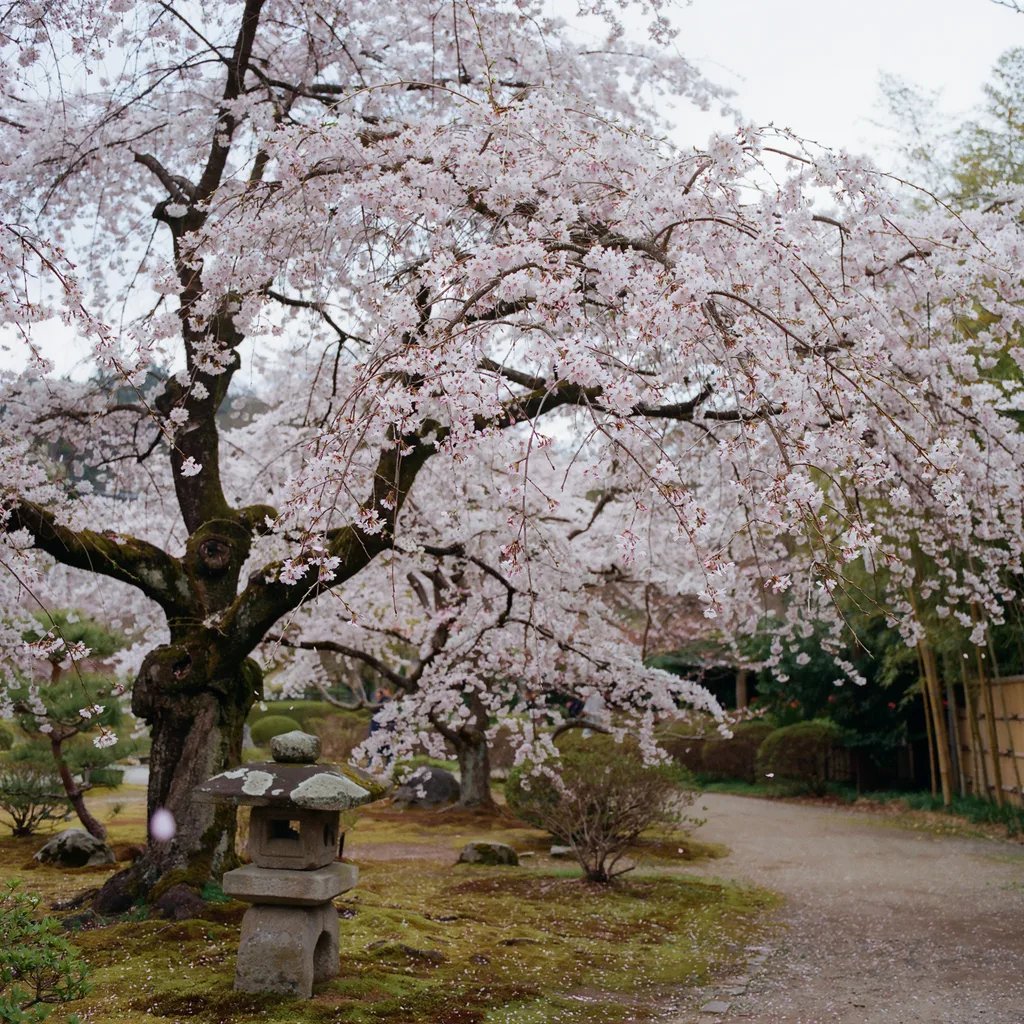 A flowering cherry tree in full spring bloom with old wood branches visible