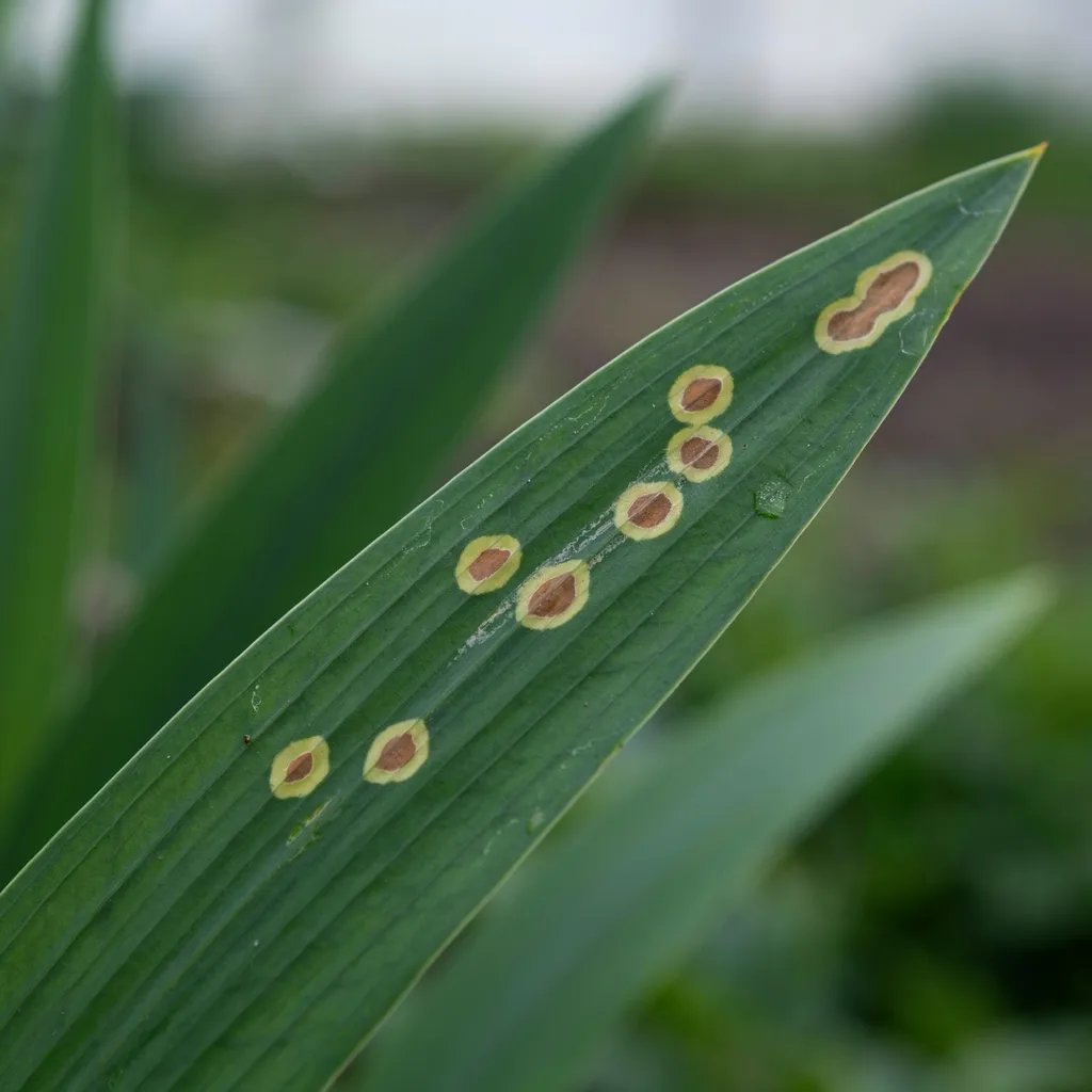 Close-up of an iris leaf showing small brown spots with yellow halos