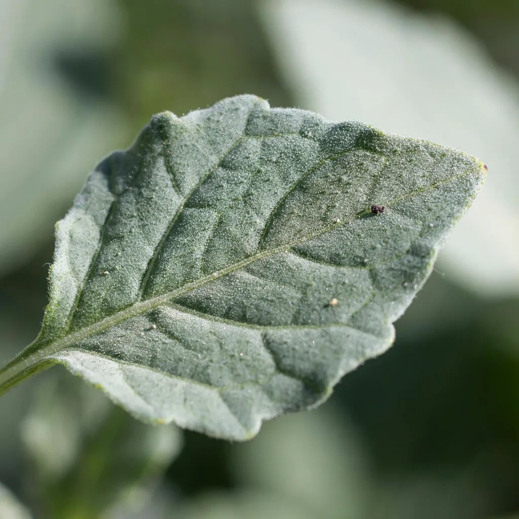 Macro close-up of lambs quarters leaf underside showing its powdery coating