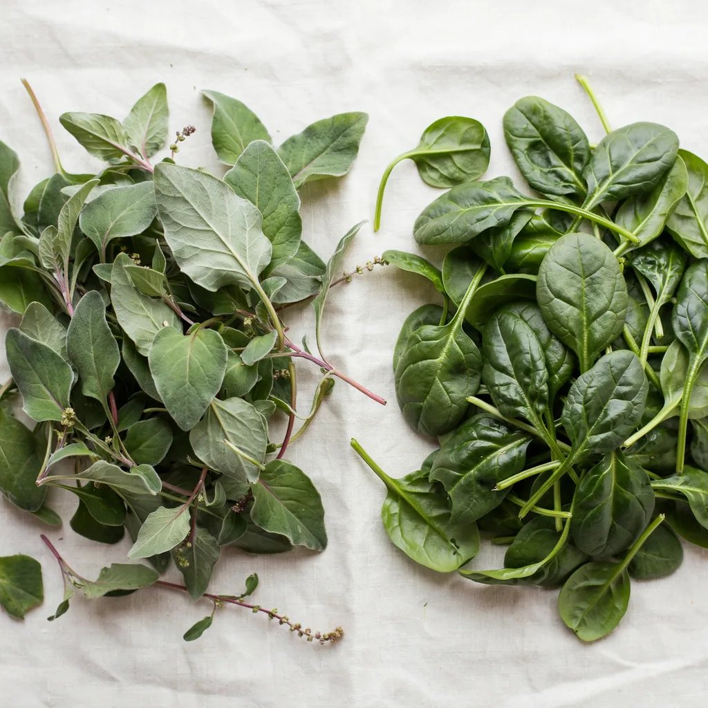 Lambs quarters leaves compared with fresh spinach leaves
