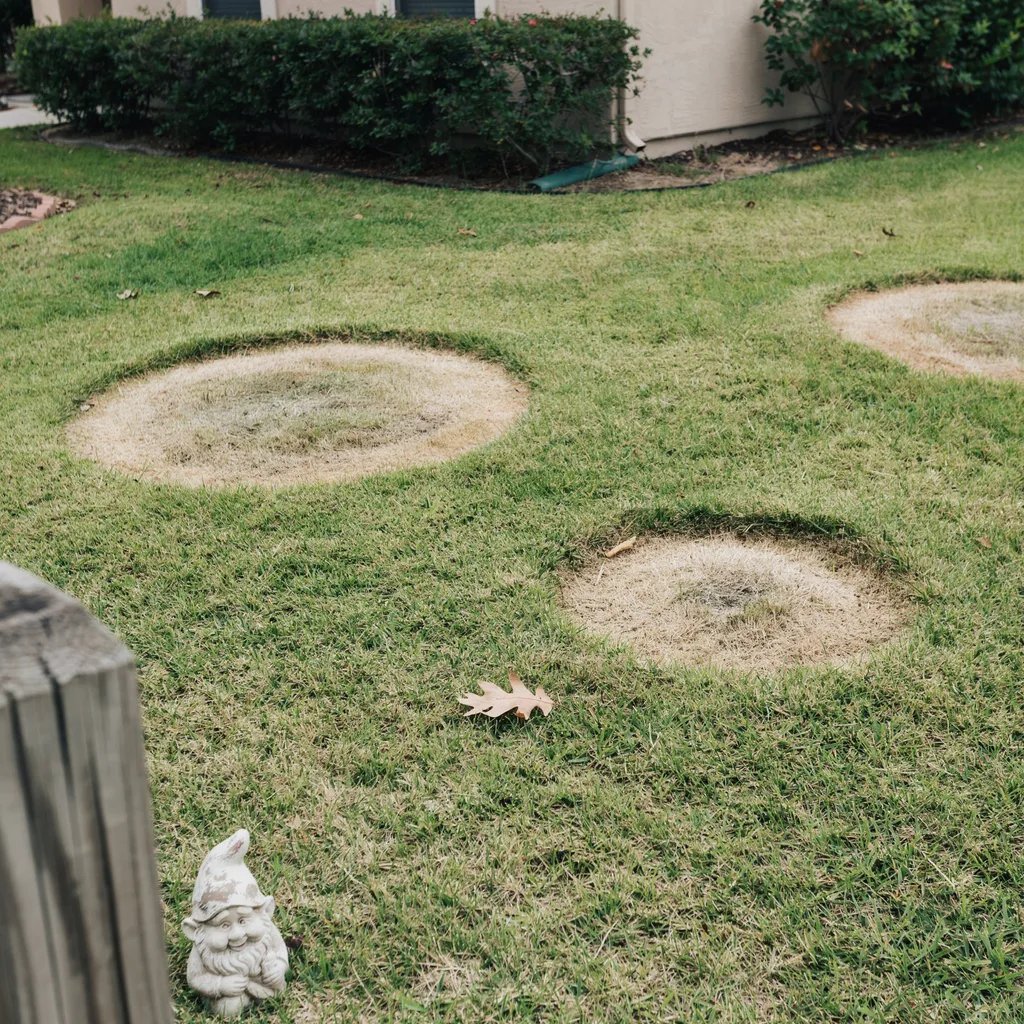 A lawn with distinct circular patches of dying, discolored grass