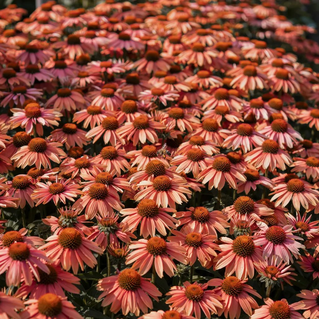 Close-up of repeated identical blooms creating a unified visual mass of color