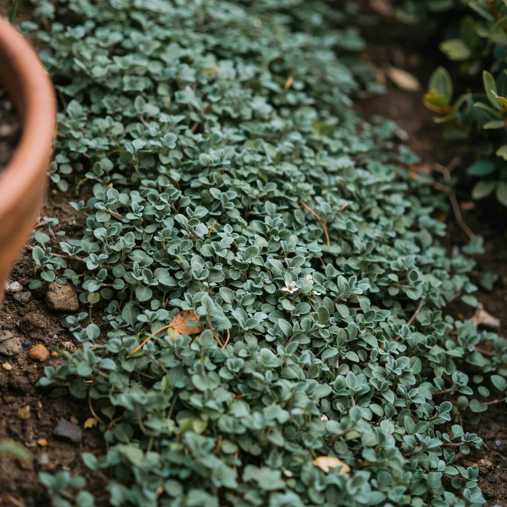 Close-up of a tough spreading groundcover species used as a matrix layer