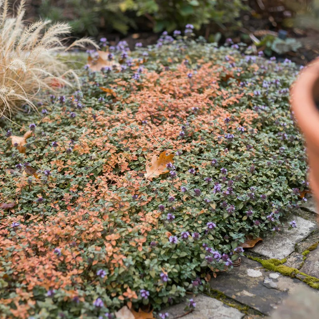 Fine-textured groundcover chosen for textural interest in a matrix planting