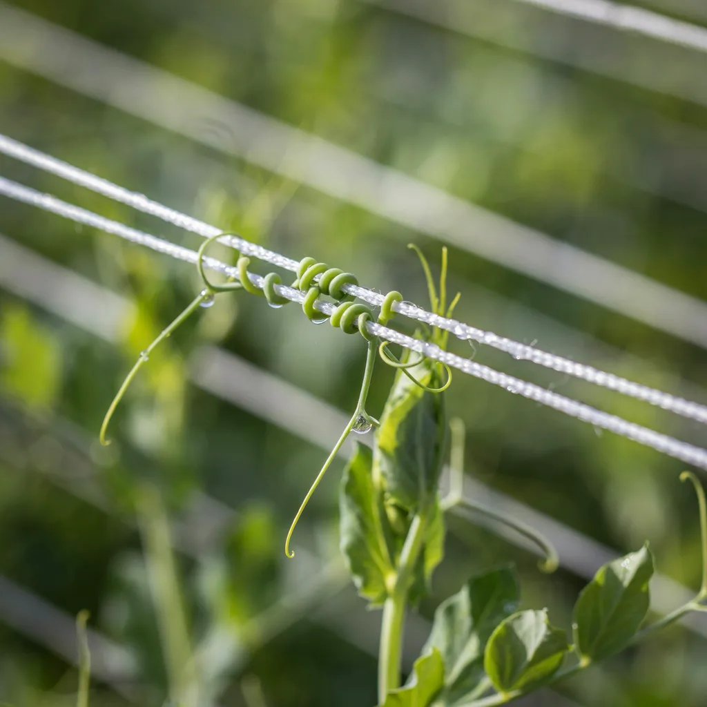 Close-up of thin trellis elements with pea tendrils gripping them
